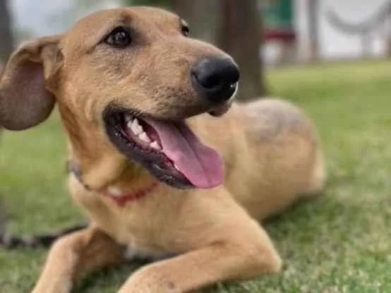 Cachorro raça SRD idade 7 a 11 meses nome Bili 