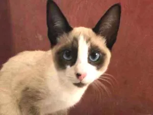 Gato raça Siamês idade 2 a 6 meses nome Ralf
