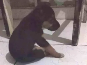 Cachorro raça Vira lata idade 2 a 6 meses nome Filhote fêmea