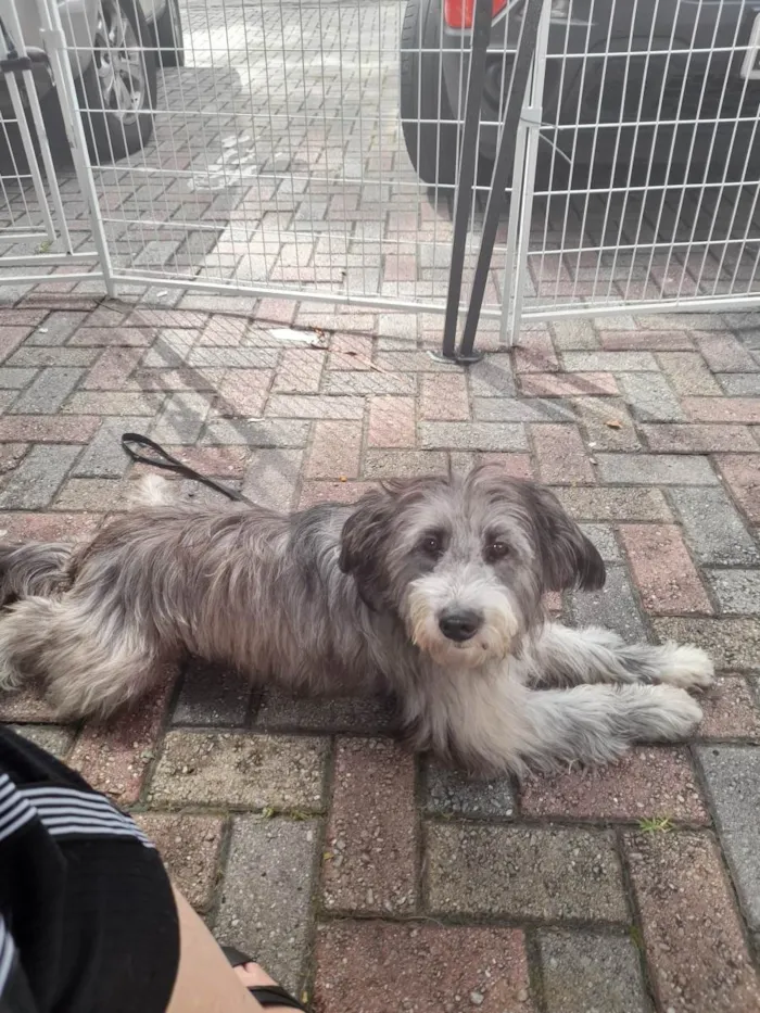 Cachorro raça Mix poodle  idade 2 anos nome Call