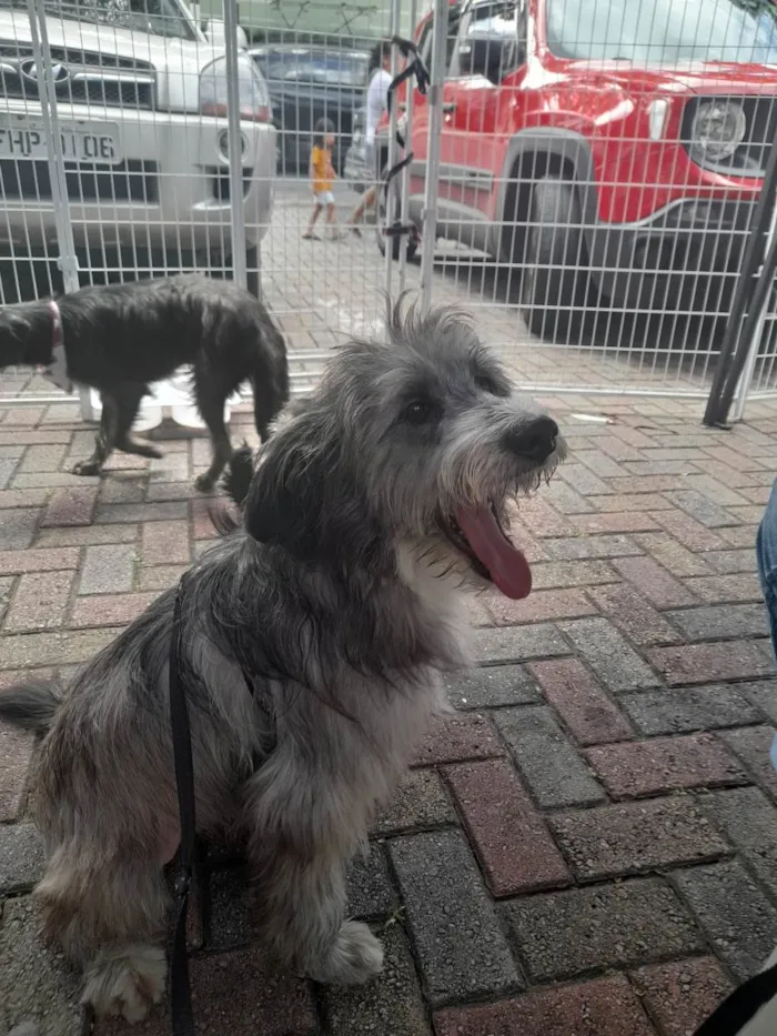 Cachorro raça Mix poodle  idade 2 anos nome Call