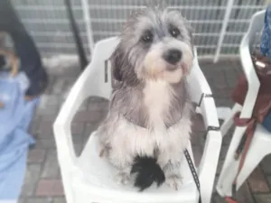 Cachorro raça Mix poodle  idade 2 anos nome Call