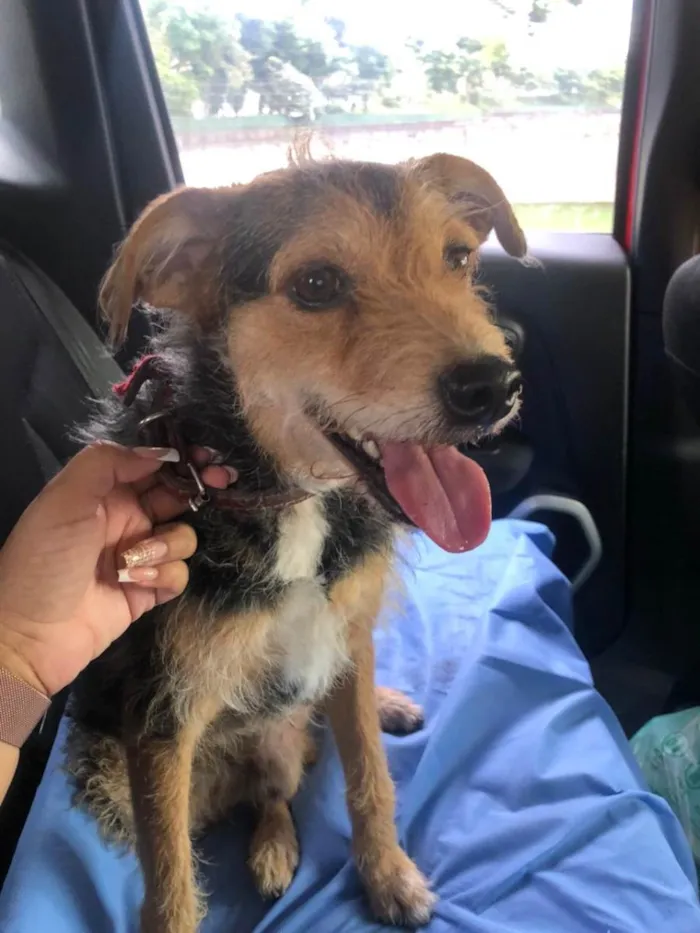 Cachorro raça SRD-ViraLata idade 2 anos nome Estopa