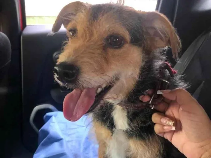 Cachorro raça SRD-ViraLata idade 2 anos nome Estopa