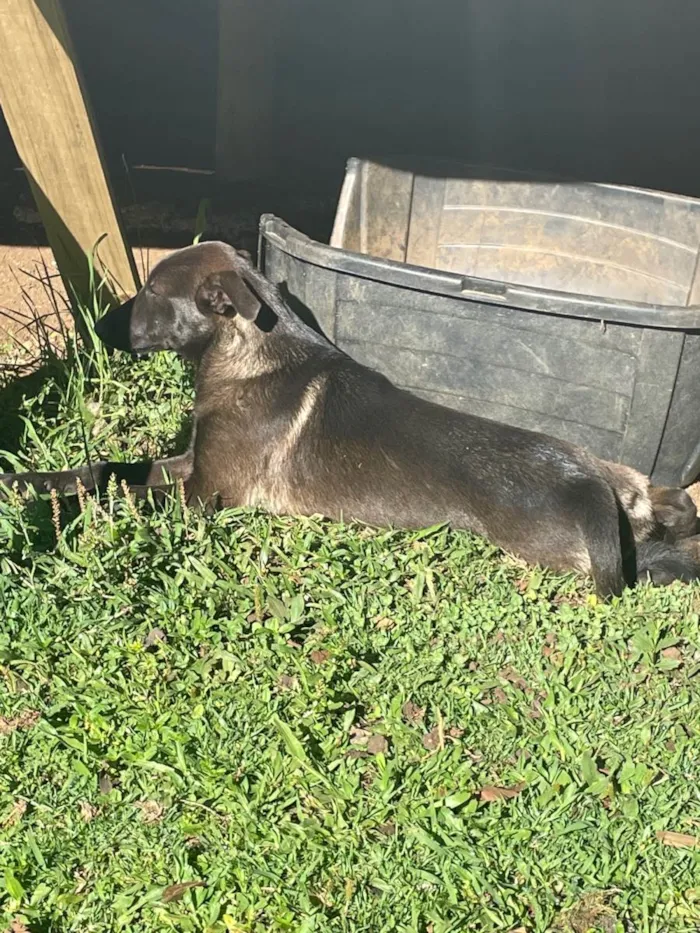 Cachorro ra a SRD-ViraLata idade 2 a 6 meses nome Bia