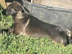 Cachorro raça SRD-ViraLata idade 2 a 6 meses nome Bia