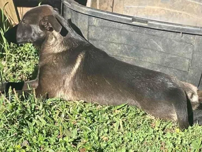 Cachorro ra a SRD-ViraLata idade 2 a 6 meses nome Bia