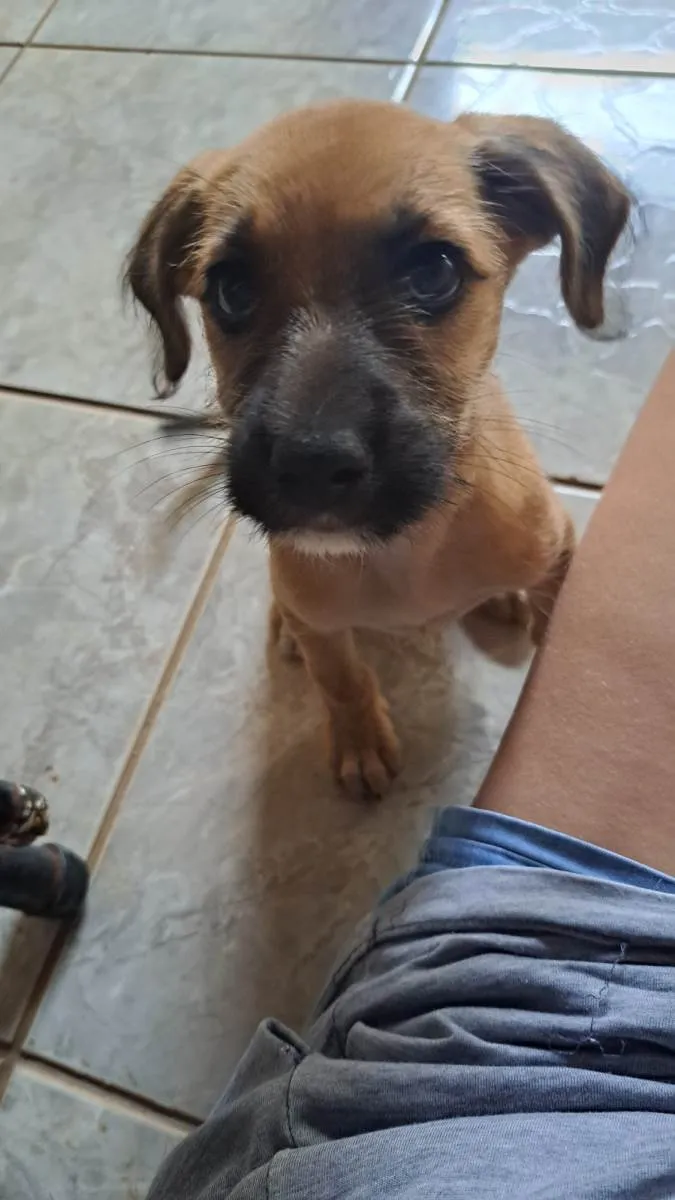 Cachorro ra a SRD-ViraLata idade Abaixo de 2 meses nome Kiara