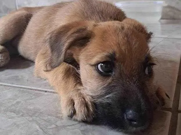 Cachorro ra a SRD-ViraLata idade Abaixo de 2 meses nome Kiara