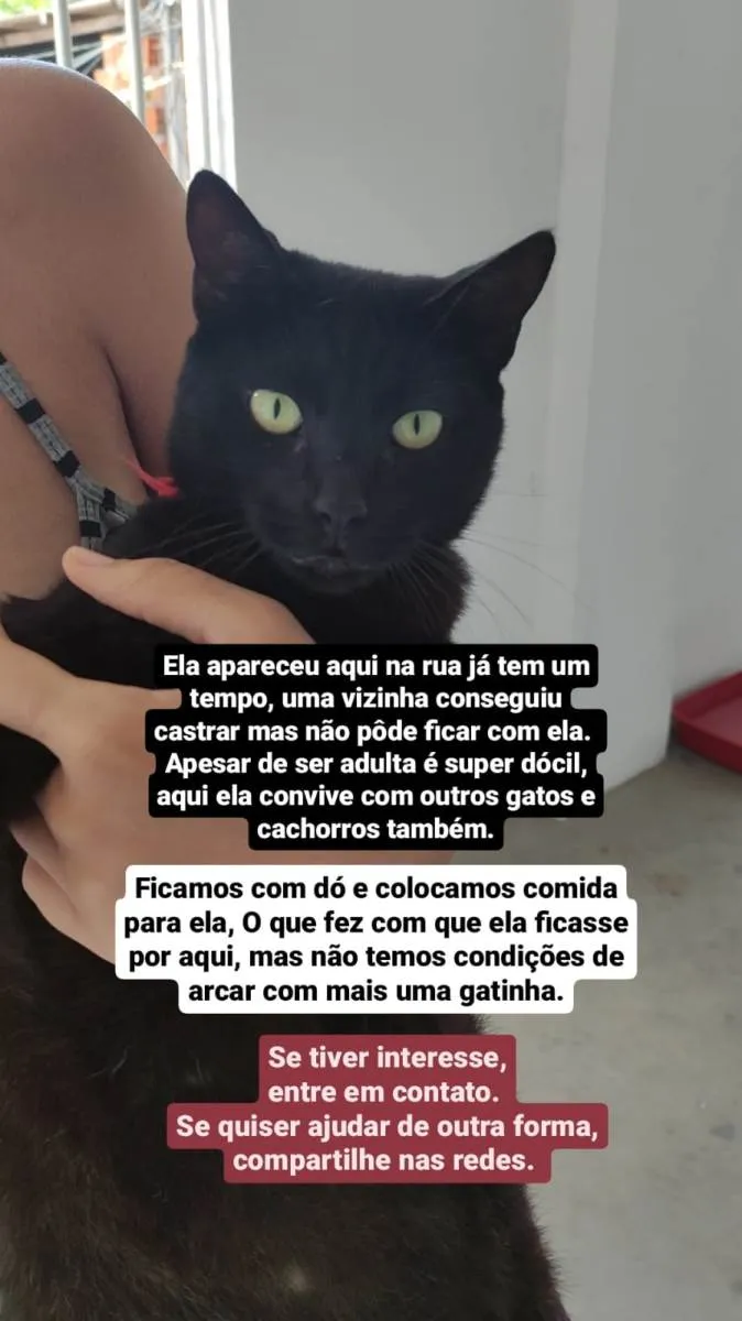 Gato ra a SRD-ViraLata idade 2 anos nome Pantera 