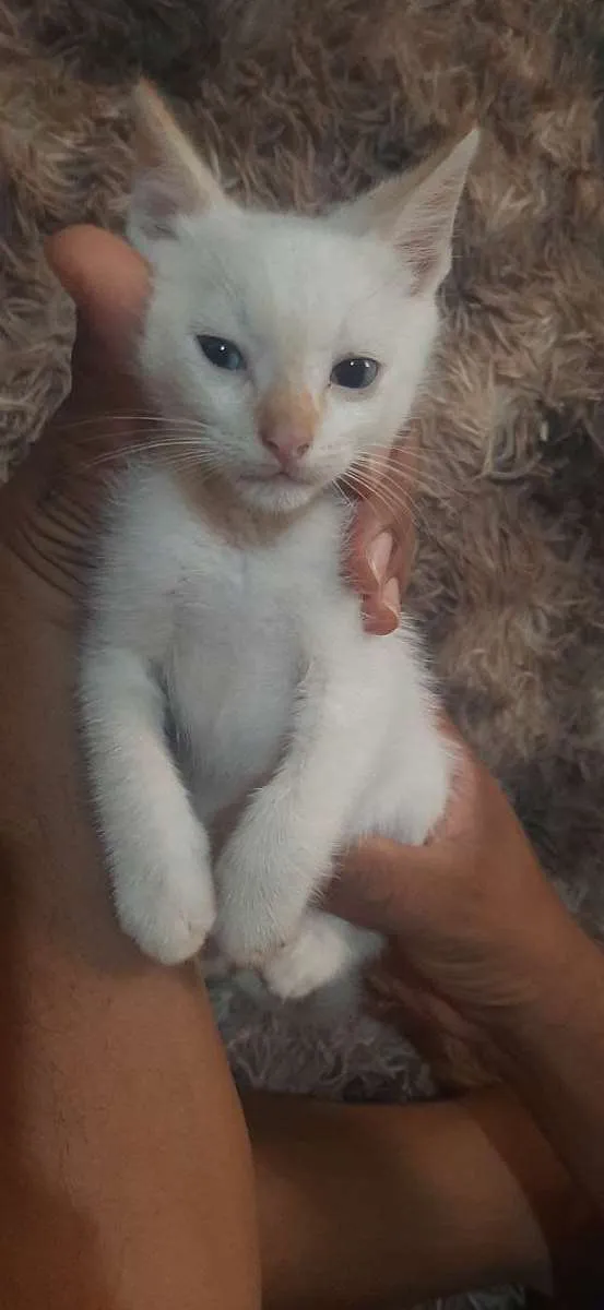 Gato ra a SRD-ViraLata idade Abaixo de 2 meses nome Sem nome