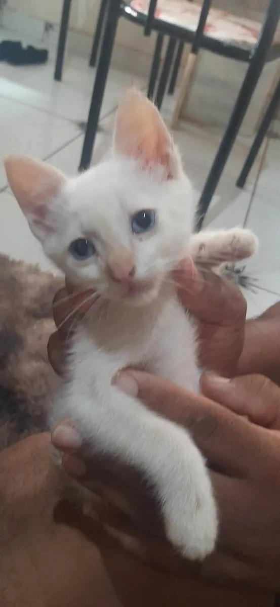 Gato ra a SRD-ViraLata idade Abaixo de 2 meses nome Sem nome