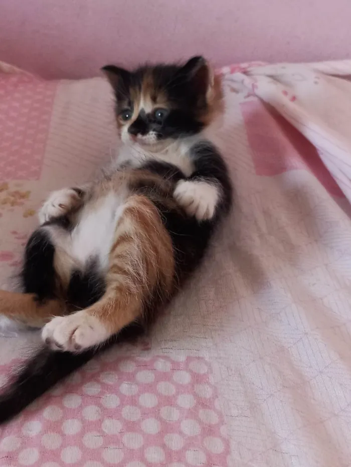 Gato raça Chita idade Abaixo de 2 meses nome Lilih