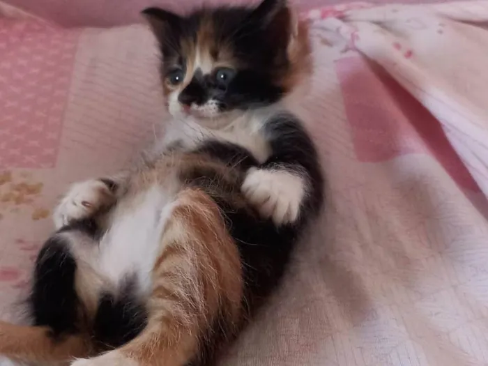 Gato raça Chita idade Abaixo de 2 meses nome Lilih