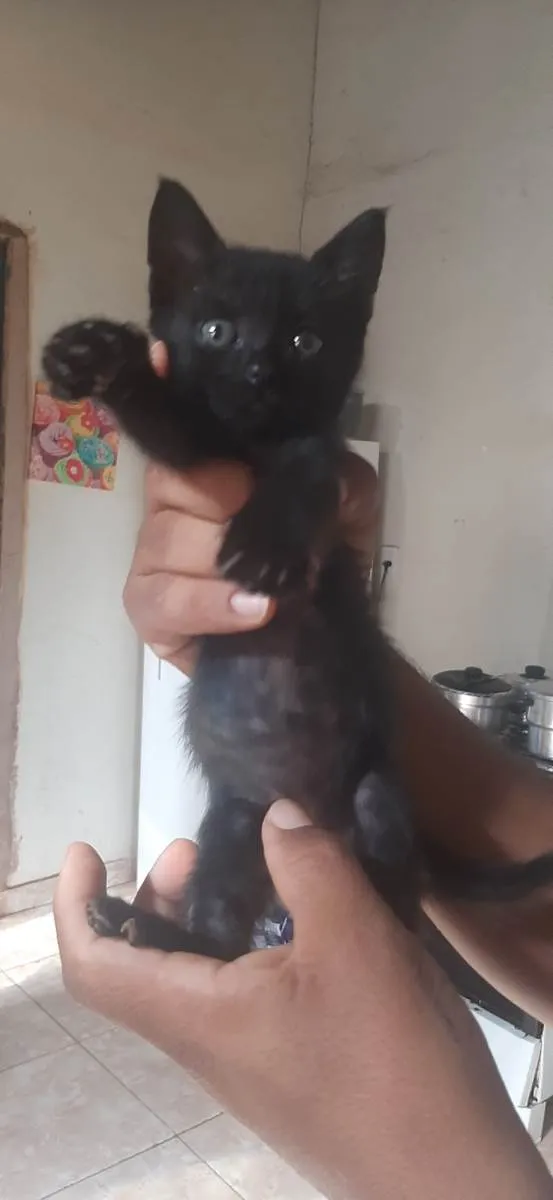 Gato ra a SRD-ViraLata idade Abaixo de 2 meses nome Sem nome