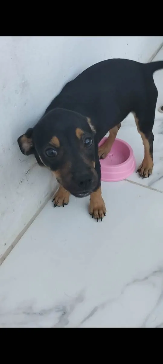 Cachorro raça SRD-ViraLata idade 2 a 6 meses nome Nina