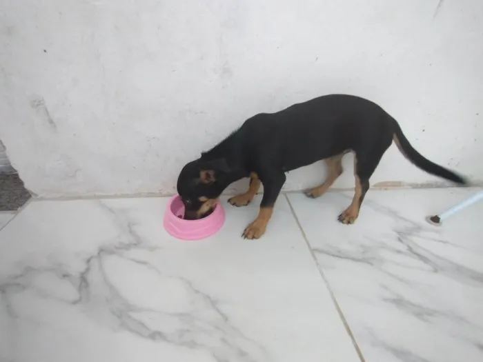 Cachorro raça SRD-ViraLata idade 2 a 6 meses nome Nina
