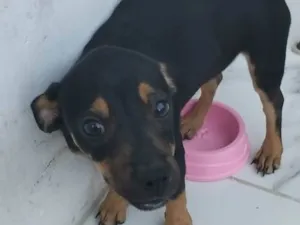 Cachorro raça SRD-ViraLata idade 2 a 6 meses nome Nina