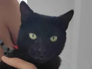 Gato raça SRD-ViraLata idade 2 anos nome Pantera 