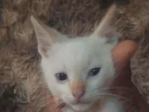 Gato raça SRD-ViraLata idade Abaixo de 2 meses nome Sem nome