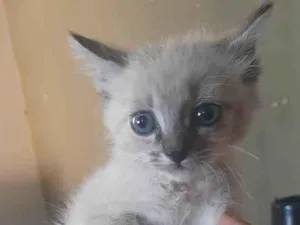 Gato raça SRD-ViraLata idade Abaixo de 2 meses nome Sem nome