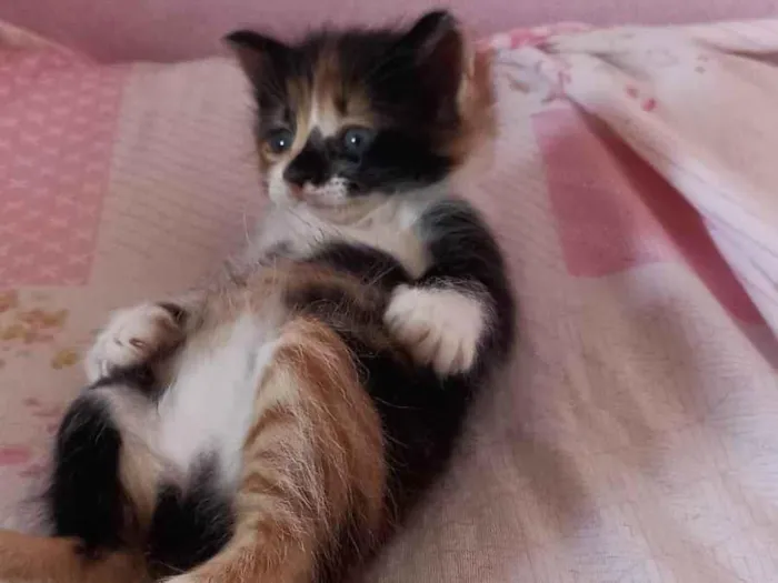 Gato raça Chita idade Abaixo de 2 meses nome Lilih