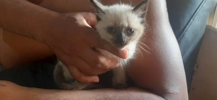 Gato ra a SRD-ViraLata idade Abaixo de 2 meses nome Sem nome