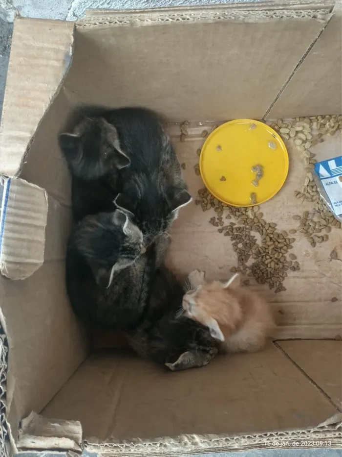 Gato ra a SRD-ViraLata idade Abaixo de 2 meses nome filhotes