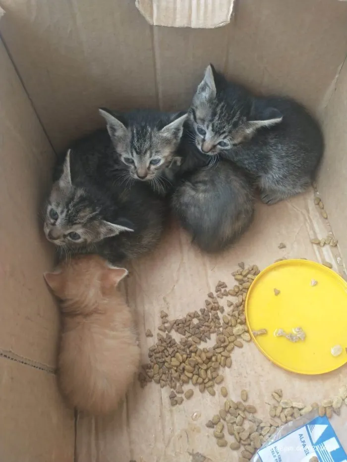 Gato ra a SRD-ViraLata idade Abaixo de 2 meses nome filhotes
