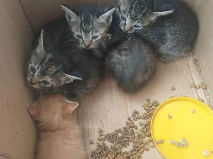 Gato ra a SRD-ViraLata idade Abaixo de 2 meses nome filhotes