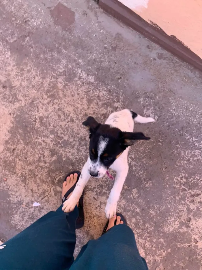 Cachorro ra a SRD-ViraLata idade 7 a 11 meses nome Melasa