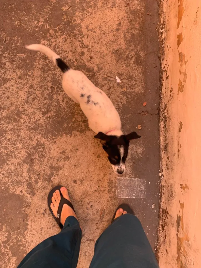 Cachorro ra a SRD-ViraLata idade 7 a 11 meses nome Melasa