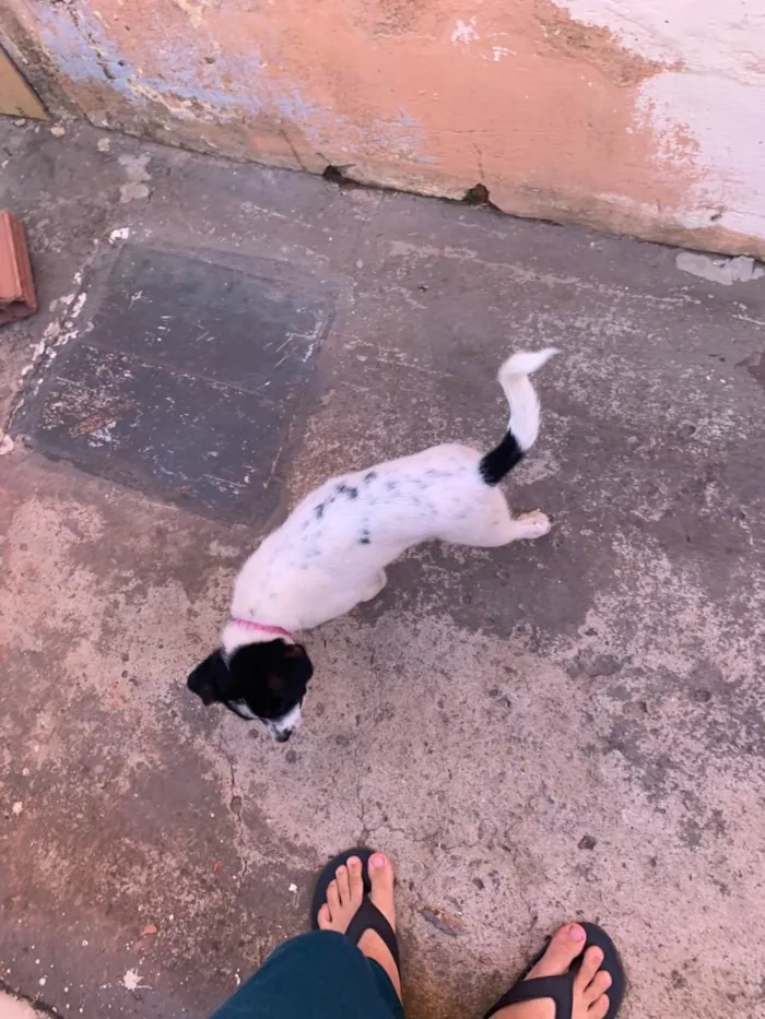 Cachorro ra a SRD-ViraLata idade 7 a 11 meses nome Melasa