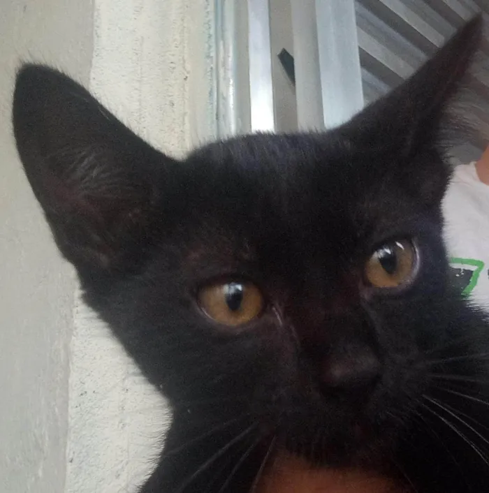 Gato raça  idade 2 a 6 meses nome Sem nome