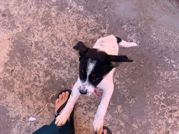 Cachorro ra a SRD-ViraLata idade 7 a 11 meses nome Melasa