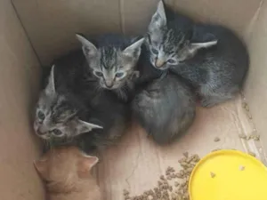 Gato raça SRD-ViraLata idade Abaixo de 2 meses nome filhotes