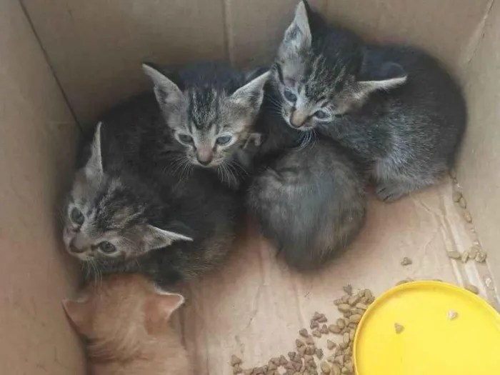 Gato ra a SRD-ViraLata idade Abaixo de 2 meses nome filhotes
