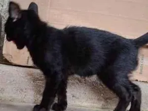 Gato raça  idade 2 a 6 meses nome Sem nome