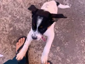Cachorro raça SRD-ViraLata idade 7 a 11 meses nome Melasa