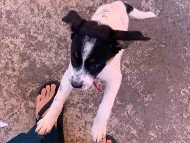 Cachorro ra a SRD-ViraLata idade 7 a 11 meses nome Melasa