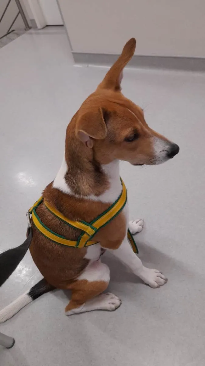 Cachorro ra a SRD-ViraLata idade 7 a 11 meses nome PAÇOCA