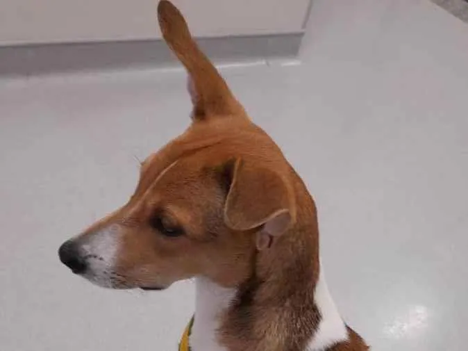 Cachorro ra a SRD-ViraLata idade 7 a 11 meses nome PAÇOCA