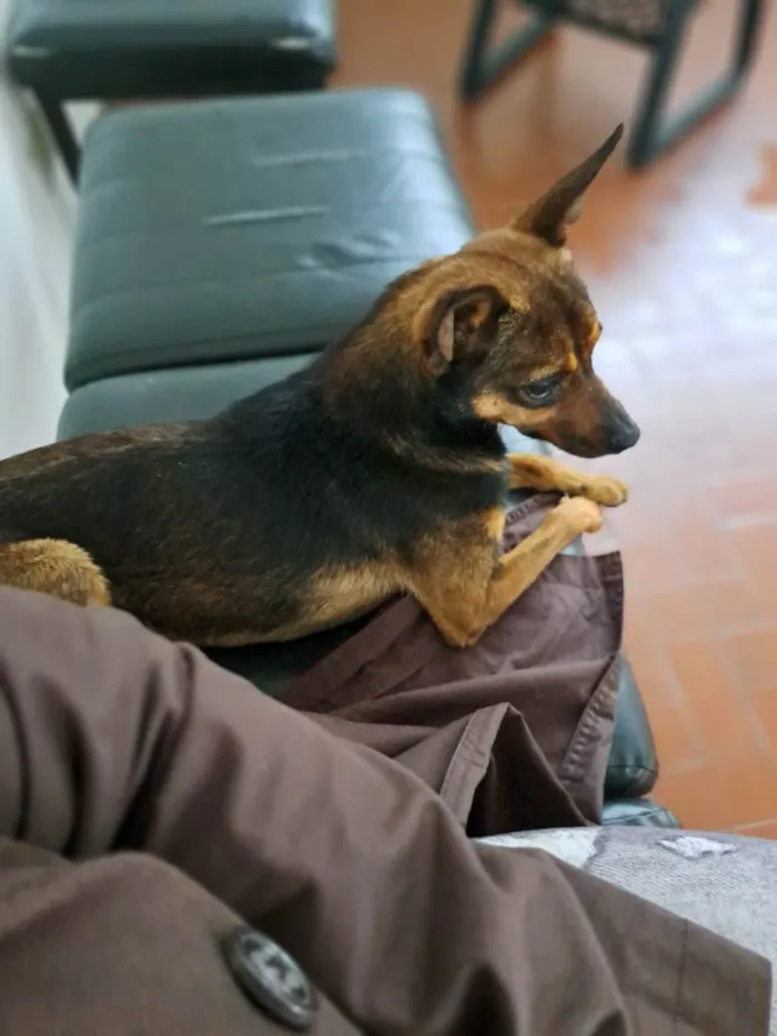 Cachorro ra a SRD-ViraLata idade 2 a 6 meses nome Bisteca - Napolitana - Pretinha - Peludinho - Faísca