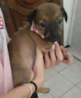 cachorros 