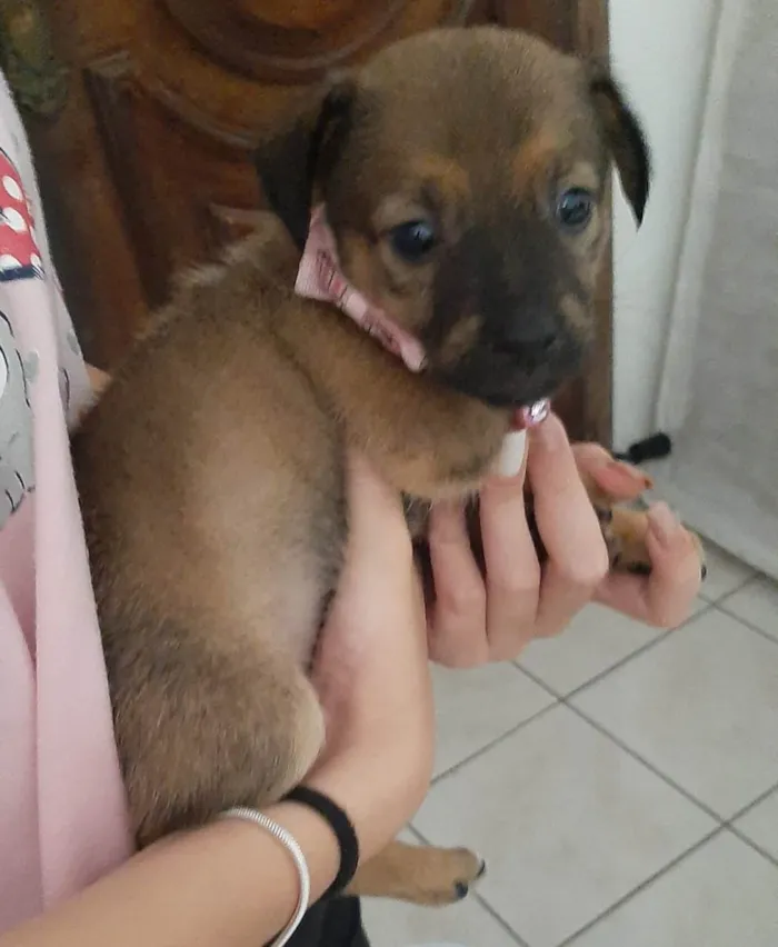 Cachorro raça SRD-ViraLata idade Abaixo de 2 meses nome cachorros 