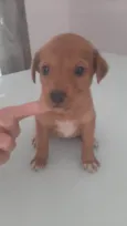 cachorros 