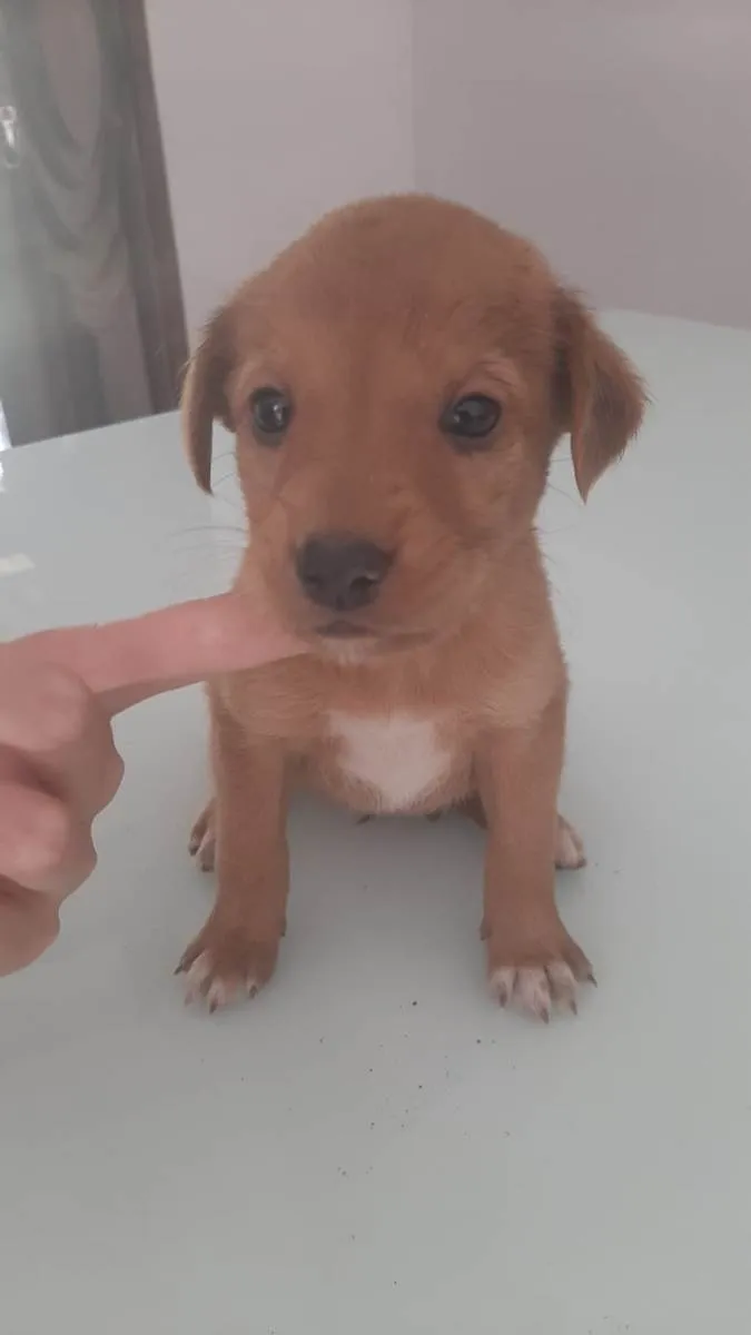 Cachorro raça SRD-ViraLata idade Abaixo de 2 meses nome cachorros 