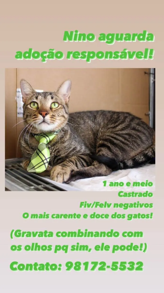 Gato ra a SRD idade 2 anos nome Nino
