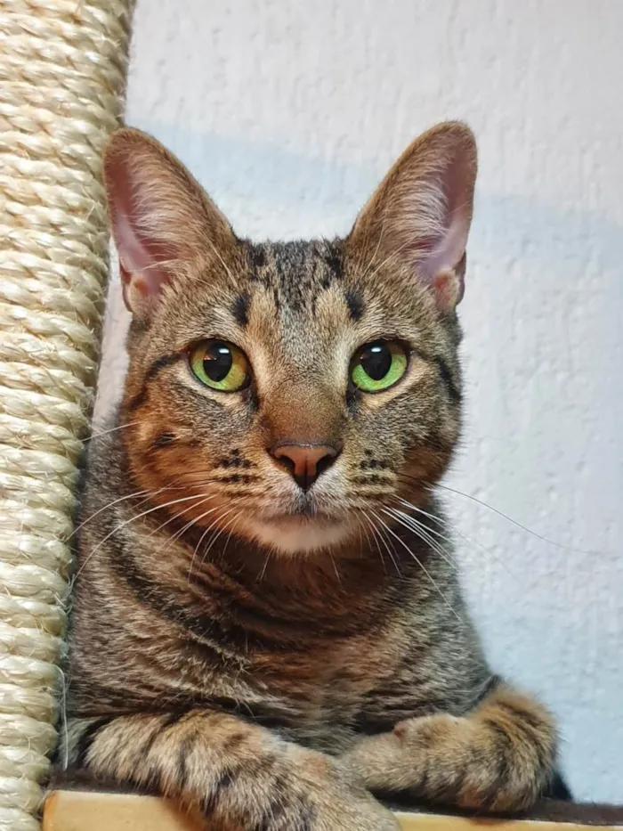 Gato ra a SRD idade 2 anos nome Nino