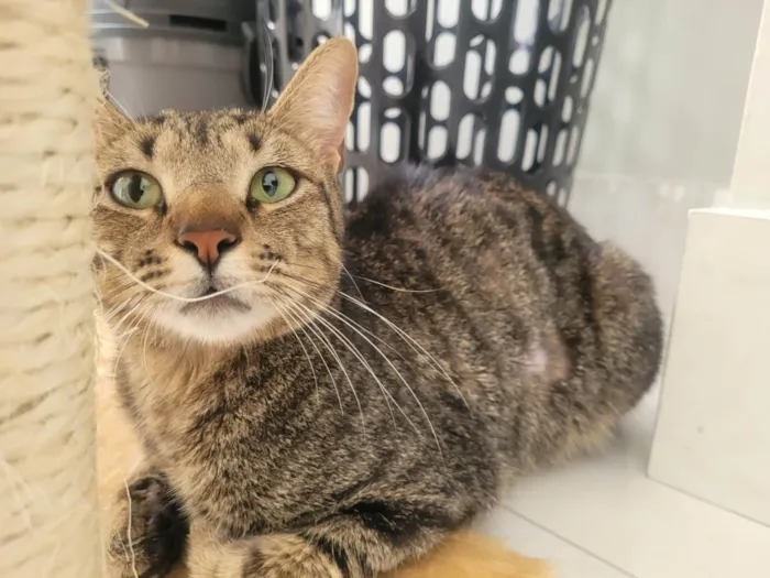 Gato ra a SRD idade 2 anos nome Nino
